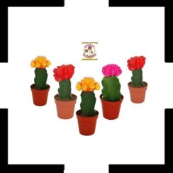 تصویر خرید کاکتوس ژمینو رنگی | زیبایی رنگارنگ برای دکور آپارتمان شما 