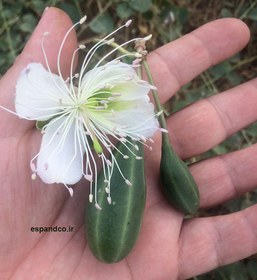 تصویر بذر کور، کاپاریس (10 عددی) Capparis spinosa 