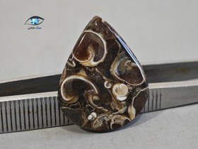 تصویر فسیل توریتلا 3 گرم 