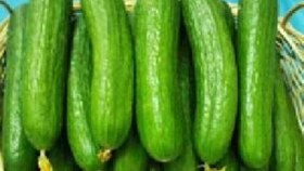 تصویر خیار گلخانه ای 