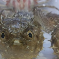 تصویر ماهی بادکنکی_ کد۴. 