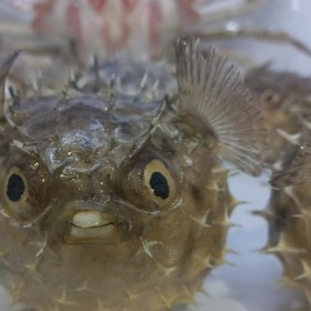 تصویر ماهی بادکنکی_ کد۴. 