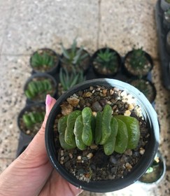 تصویر پک ساکولنت ۲ 