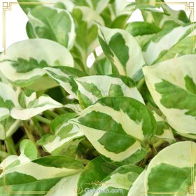 تصویر پتوس ارتشی 