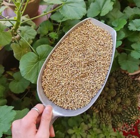 تصویر پودر گشنیز 