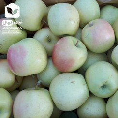 تصویر نهال سیب زرد لبنان 