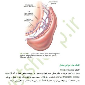 تصویر فایل آموزشی جراحی دامپزشکی 