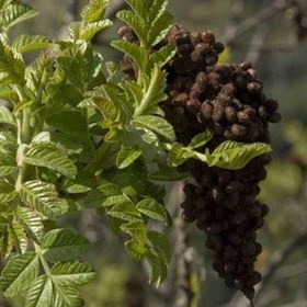 تصویر بذر سماق کوهی 10 عددی 