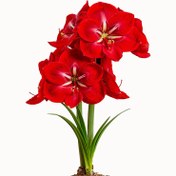 تصویر پیاز آمارلیس هلندی Happy grandise Happy grandise amaryllis