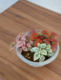 تصویر گیاهان تراریوم گل سنگ و فیتونیا سبز 