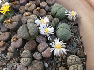 تصویر بذر ساکولنت لیتوپس میکس - 10000 تومان Lithops Mix