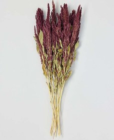 تصویر گل خشک تاج خروس ( آمارانت ) 