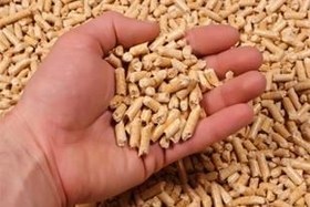 تصویر تخمگذار مرغ بومی 