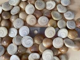 تصویر مهره مار یک جفت 