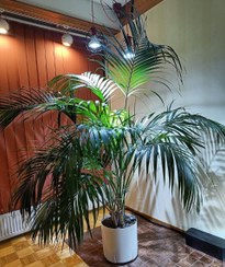 تصویر خرید نخل کنتیا برای دکوراسیون داخلی منزل 