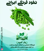 تصویر بذر نخود فرنگی ایرانی پفکی ثمین 