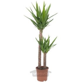 تصویر گیاه گلدانی ایکیا مدل IKEA YUCCA ELEPHANTIPES 