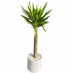 تصویر گلدان گیاه یوکا 