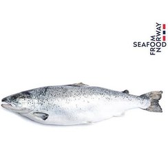 تصویر ماهی سالمون نروژی تازه کیلویی 