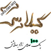 تصویر زالو طبی سایز آرایشی (کوچک) گیرایی بالا پک 100 عددی 