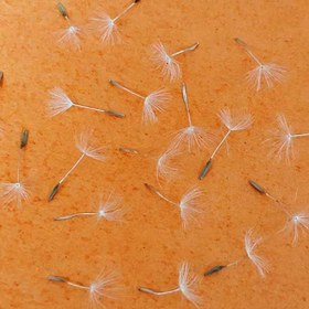 تصویر بسته قاصدک کوچک 