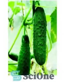 تصویر دانلود کتاب Images You Should Not Masturbate To - تصاویری که نباید در آنها خودارضایی کنید 