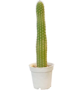 تصویر فروشگاه شیراز پالم