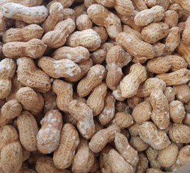 تصویر بادام زمینی شیرین با غلاف امین بادام آستانه اشرفیه درجه یک 