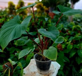 تصویر بابا آدم تنه قرمز 