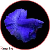 تصویر ماهی فایتر هافمون آبی گرید A وارداتی 