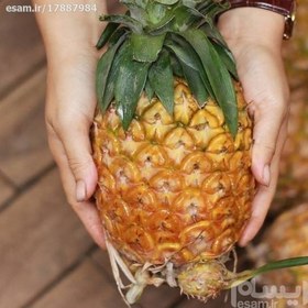 تصویر بذر میوه آناناس گلدن 