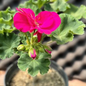 تصویر شمعدانی Pelargonium