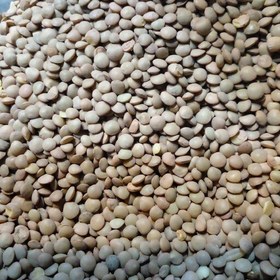 تصویر عدس درجه 1 adas