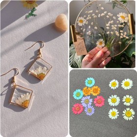 تصویر گل خشک 