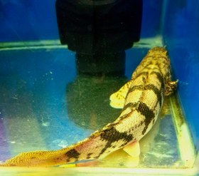 تصویر پلی اندیچری ۳۰سانت 