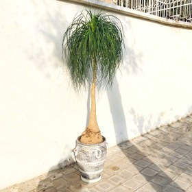 تصویر لیندا کد S181 