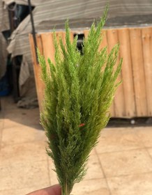 تصویر گل خشک قمیش 