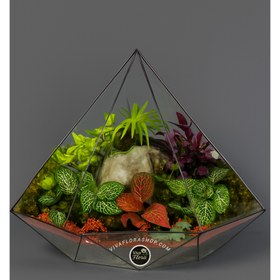 تصویر تراریوم سرزمین شفاف 