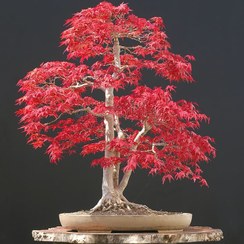 تصویر بذر بونسای افرا قرمز ۵۰ عدد 