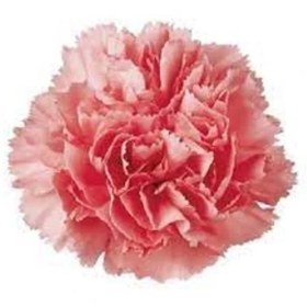 تصویر بذر میخک گلبهی 40 عددی 