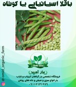 تصویر بذر باقلا اسپانیایی پا کوتاه 