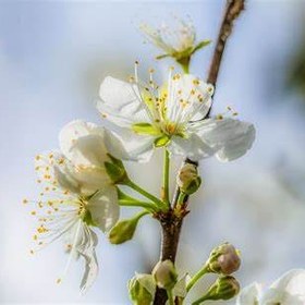 تصویر بودکور وينر سيليکوني شکوفه چند منظوره 2100394 