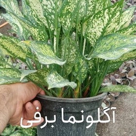 تصویر آگلونما برفی 