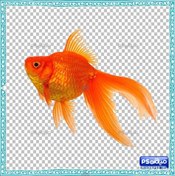 تصویر دانلود ماهی قرمز نوروز 
