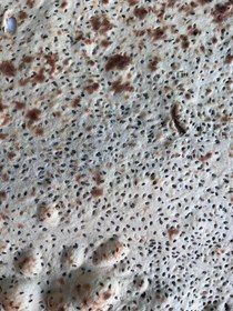 تصویر نان ارگانیک 