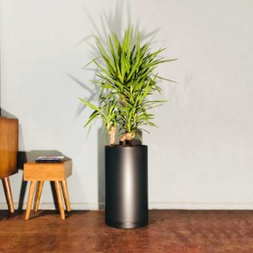 تصویر یوکا با گلدان کد S157 