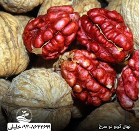 تصویر گردو تو سرخ 