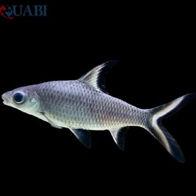 تصویر ماهی شارک سیلور 7 تا 8 سانت 