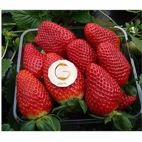 تصویر بذر توت فرنگی کاماروسا آرکا بذر ایرانیان Kamarosa Strawberry Arka Bazr Iranian Seeds