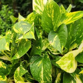 تصویر پتوس زعفرانی 